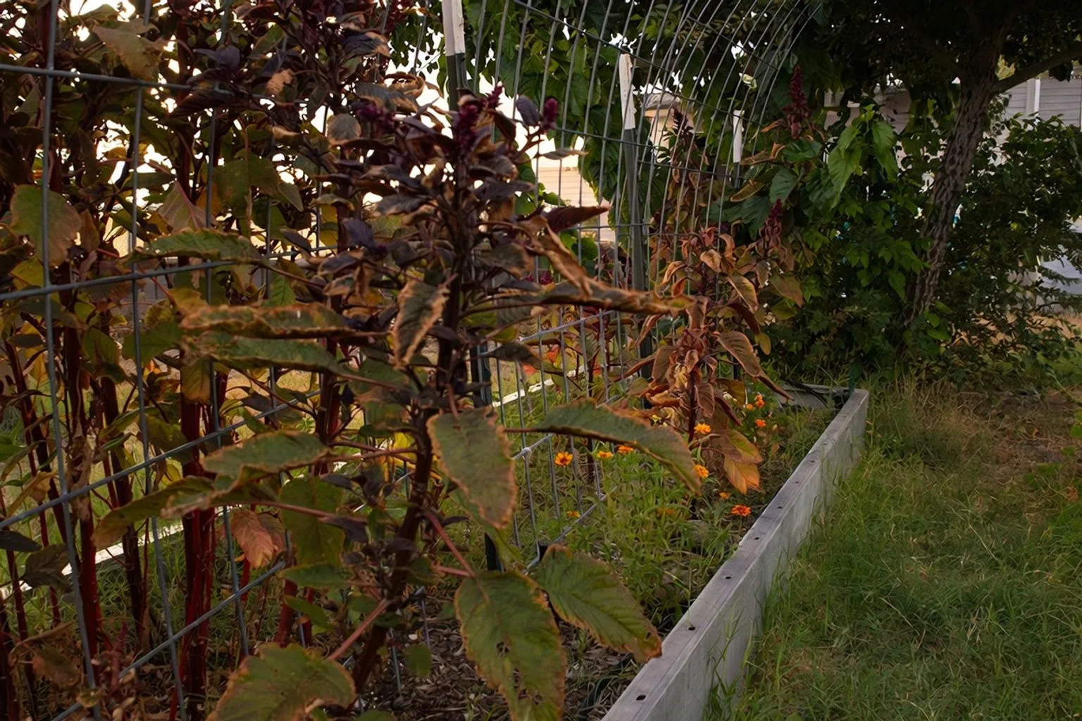 Студенческий клуб NMSU Community Garden запускает серию открытых встреч в новом учебном году